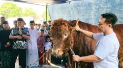 Presiden Prabowo Pilih Prupuk Selatan Tegal untuk Penyaluran Sapi Kurban Idul Adha 2025